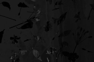 Flora-Inspired Patterns for Modern Design